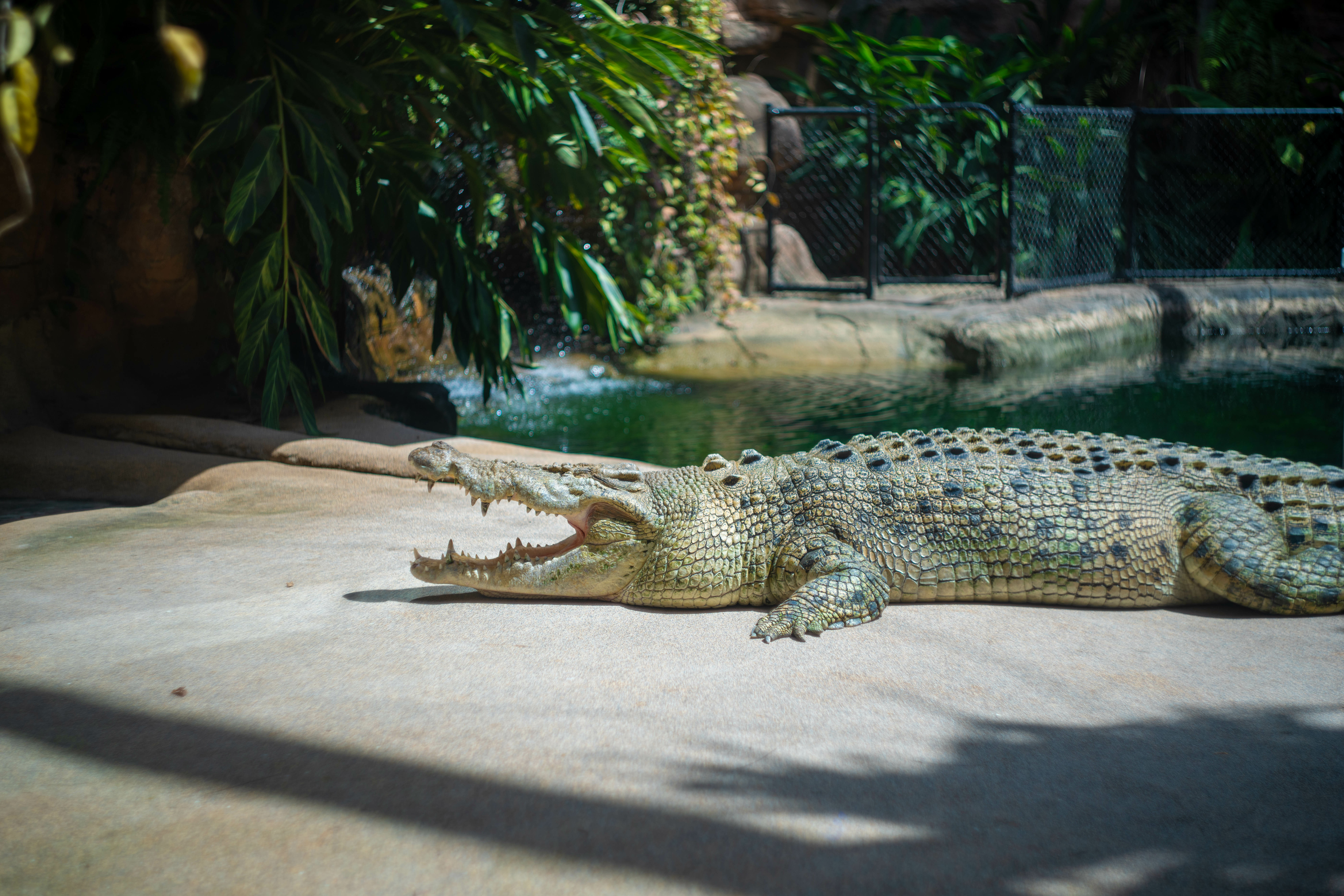 Crocodile observe dans l'habitat des marais d'Arcadia Zoo
