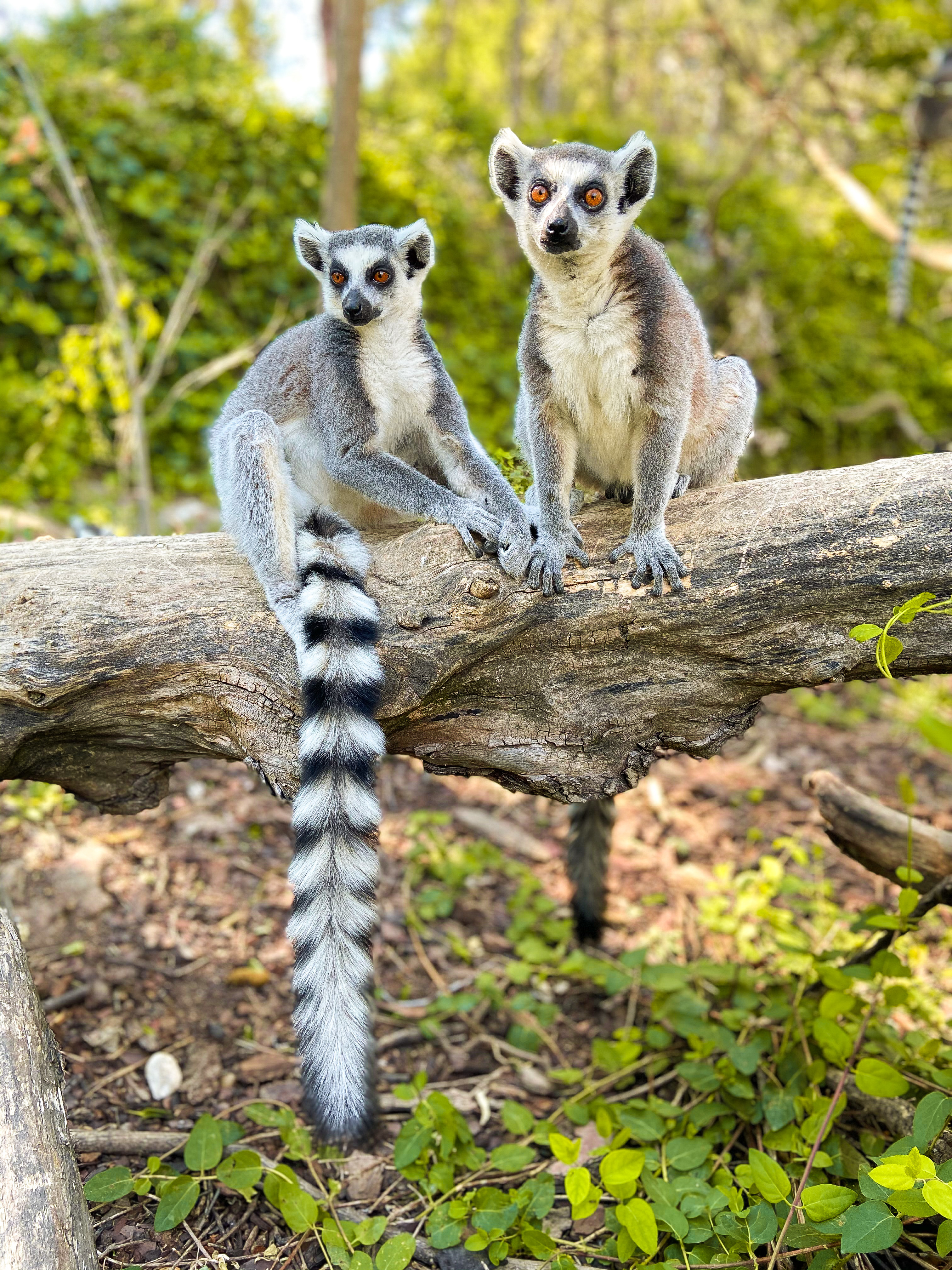 Lemuriens en interaction dans l'habitat jungle d'Arcadia Zoo