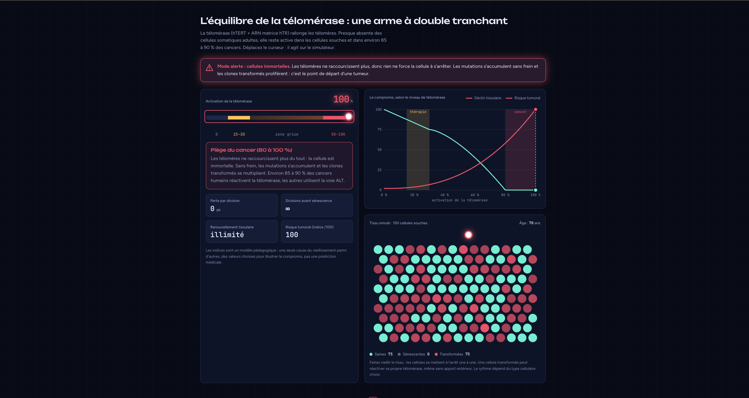 TelomereClock educational simulation showing telomerase activity and cellular ageing